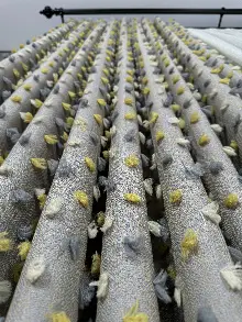 Açık Antrasit Krem Ve Sarı Ponponlu Jakar Dokuma, Premium Kalite Serisi Fon Perde