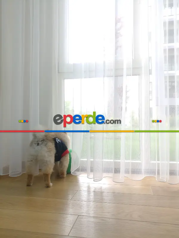 Salon Naturel Zemin Düz Tül Perde - Ekru Renk Kırık Beyaz- Ekru