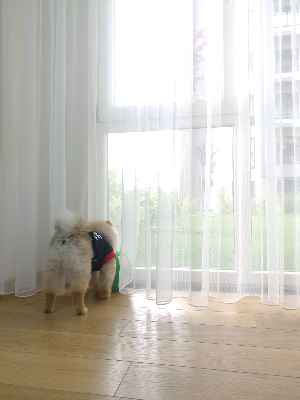 Hayal Perde Naturel Zemin Düz Tül Perde - Ekru Renk- Ekru - Kurşunlu Tül